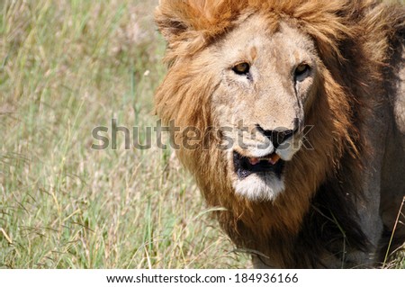 Lion in Serengeti National Park, Tanzania, East-Africa.