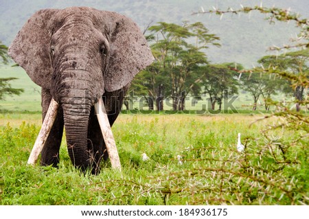 Old elephant with huge tasks. Ngorongoro Consevation Area, Tanzania, East Africa.