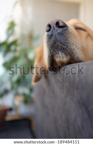 Dog nose. Golden retriever (2 year old male) sleeping on sofa. Focus on nose.
