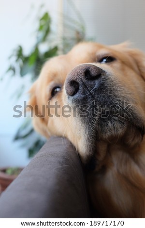 Dog nose. Golden retriever (2 year old male) resting on sofa. Focus on nose.