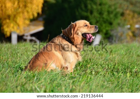 Dog (golden retriever, male 2 years old) sitting on a field and panting.