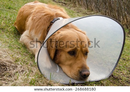 Dog (golden retriever) using funnel collar because of irritating skin condition \