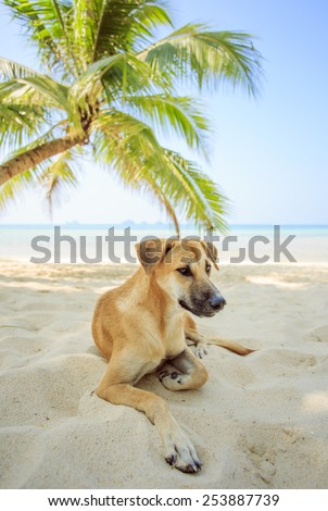 Dog rest under the palm tree on island.