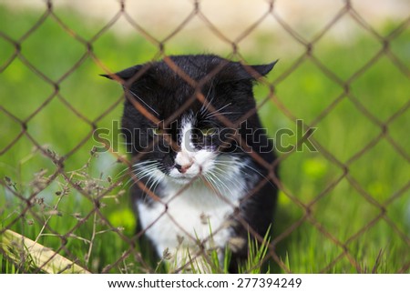 Sad cat. Sad cat in prison.