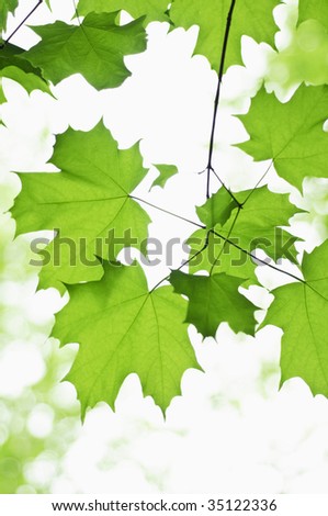 Maple Leaf Branch