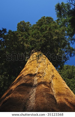 upward angle of powerful Redwood tree in Sequoia National Forest, CA
