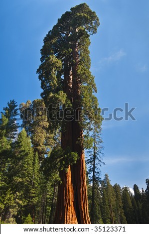 upward angle of powerful Redwood tree in Sequoia National Forest, CA