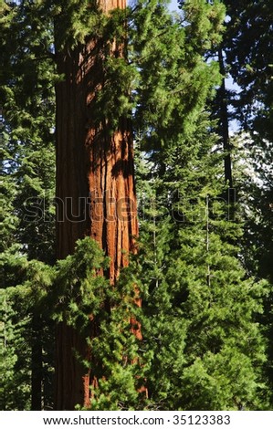 Redwood Trees in Sequoia National Forest, CA