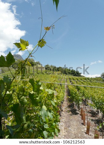 the vineyards of saillon rhone valley switzerland