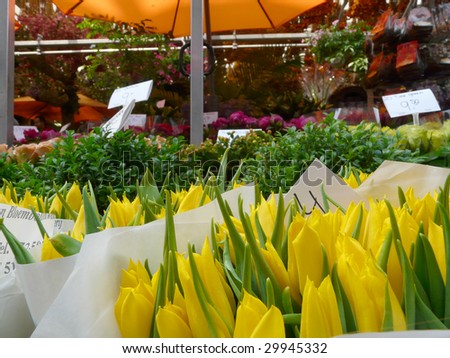 yellow tulips flower market Amsterdam