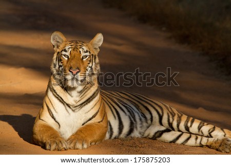 Tiger sitting on a forest track in golden light (Panthera Tigris), Tadoba, India