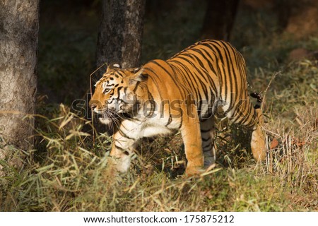 Tiger steps out of the shadows (Panthera Tigris), Tadoba, India