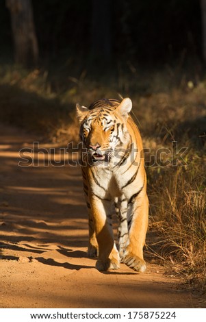 Tiger walking along a forest track in golden light (Panthera Tigris), Tadoba, India