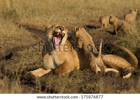 Lioness and cubs playing (Panthera Leo), Masai Mara, Kenya