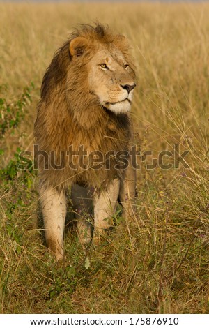 Male Lion poses in golden light (Panthera Leo), Masai Mara, Kenya