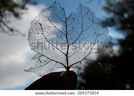 Decomposed Leaf Skeleton