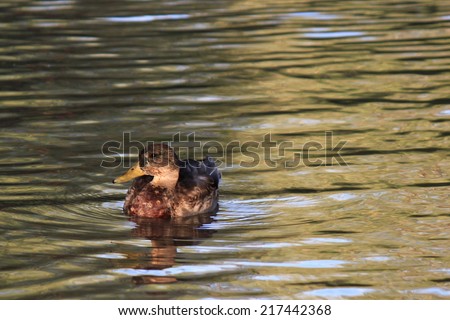 Duck on a pond with water ripples