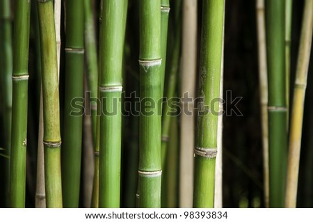 Close up of vibrant green bamboo in a thick forest, using a shallow depth of field, focus on the front row.
