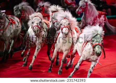 Horses pony perform in circus