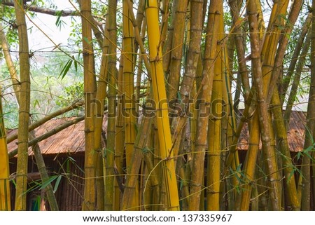 yellow bamboo forests in the Chinese countryside