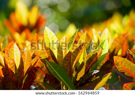 autumn leaves in tropical park in Yunnan China