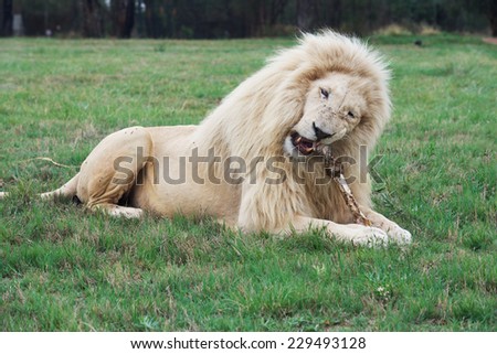 white lion chews a bone in Lion Park