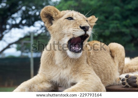 South Africa little lion cub portraite