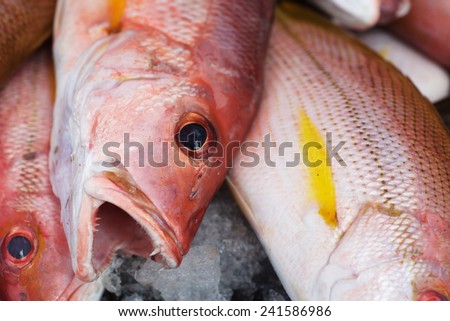 Background of fresh red sniper fish on the Asian fish market
