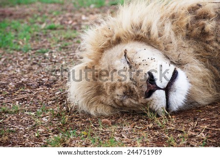 Head of a sleeping white lion in Lions Park