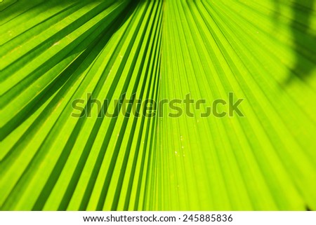 Big green tropical leaf background outdoor photo