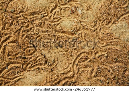 Insect traces on the sand ground outdoor macro