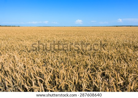 Wheat filed space under blue particulary clouded sky.
