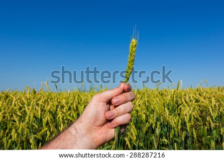 Green ear of a wheat in the hand of farmer on green field and blue sky background.