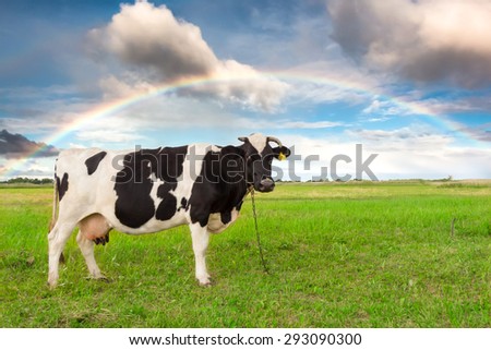Black and white cow staying on a green meadow under cloudy sky with rainbow.