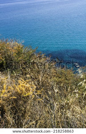 detail of a green and yellow weed coast with crystal clear blue water of the sea