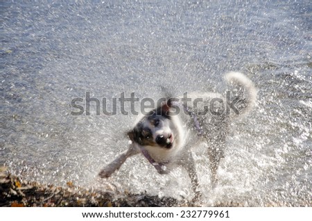 dog in action to shake the water off after a bath-play in the lake