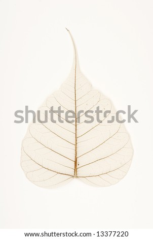 Banyan Tree Logo. stock photo : anyan tree leaf