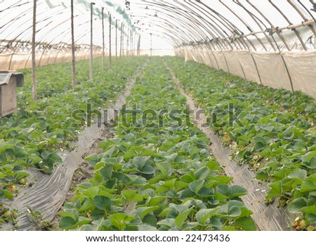 strawberry field in the greenhouse