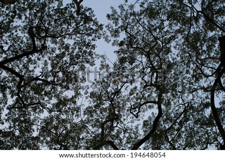 Dark Networking Tree Branches Silhouette in Light Blue Sky at Dusk