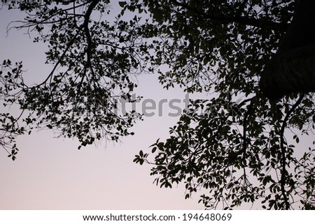 Dark Networking Tree Branches Silhouette in Pink and Light Blue Sky