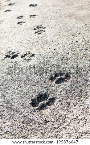 footprint of dog on the cement floor