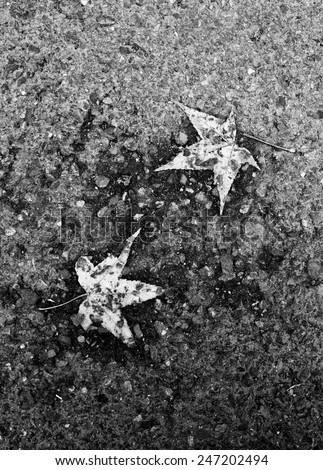 A black and white image of two maple leaves on an asphalt road. A black and white image of two maple leaves on the ground.