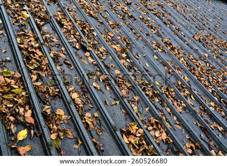 Iron roof of a building with leaves falling on it