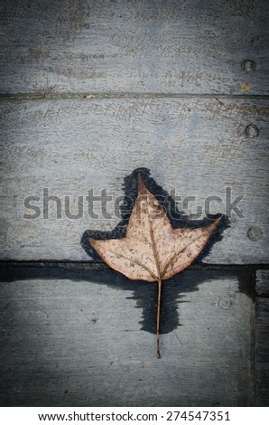 A color image of a maple leaf on wood ground, with wooden panel lines. Leaf structure visible.