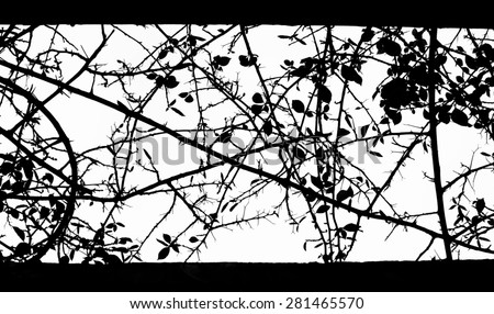 Silhouette of tangled branches. Black and white image of branches of trees.