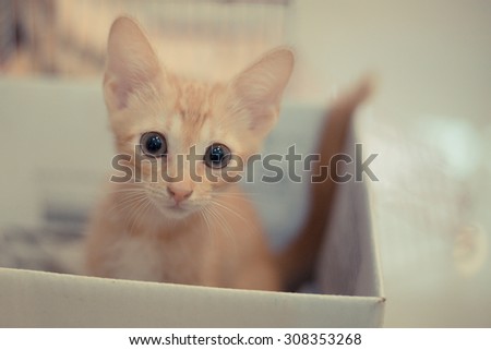 Two-months old orange-white mixed kitten sitting in a box and looking at camera. Selective focus. Light tone.