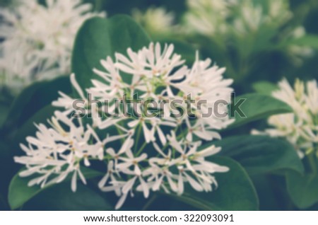 De focused/Blurred image of wild garlic. Little white flowers. Soft focus. Toned image. Flower background.
