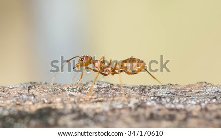 Ant walking on the old wooden floor.