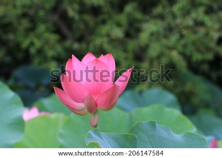 Lotus flower,pink blooming Lotus flowers in the lake