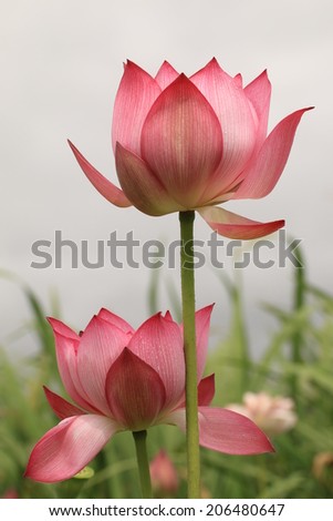 Peony Lotus,closeup of pink Peony Lotus flowers